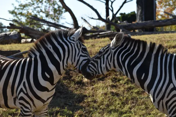 SlotsVentura Kaszinó Támogatás